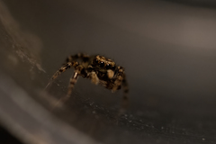 Pseudeuophrys