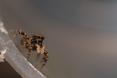 Pseudeuophrys