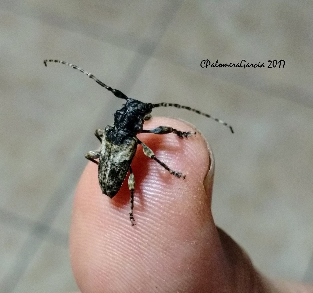 Acanthoderes aliciae