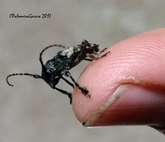 Acanthoderes aliciae