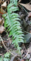 Hymenasplenium unilaterale