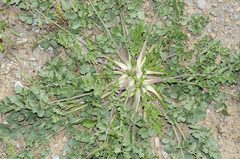 Pimpinella villosa
