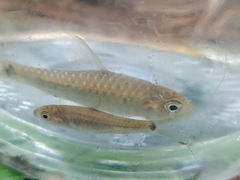 Waander's Bony Lipped Barb photo 3