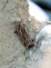 Monochroa palustrellus