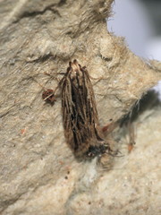 Monochroa palustrellus