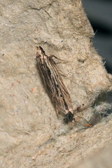 Monochroa palustrellus