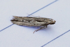 Monochroa palustrellus