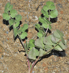 Pimpinella villosa
