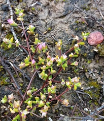 Drosanthemum parvifolium