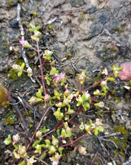 Drosanthemum parvifolium