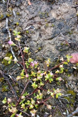 Drosanthemum parvifolium