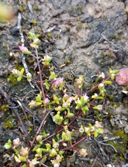 Drosanthemum parvifolium