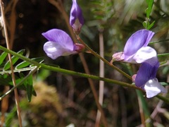 Vicia andicola