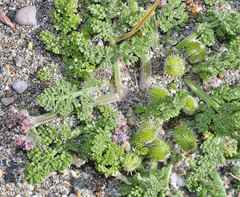 Daucus pumilus