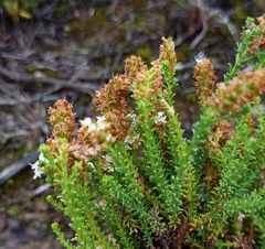Selago ramosissima