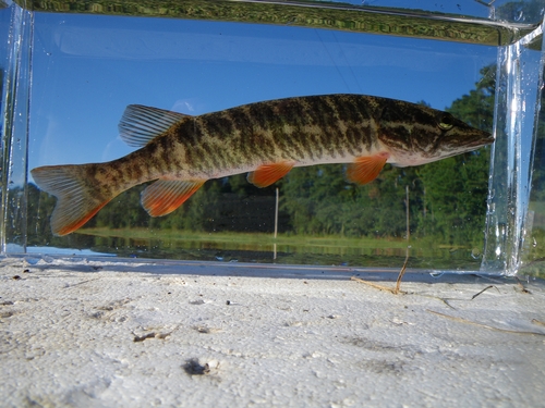 American Pickerel