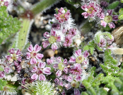 Daucus pumilus