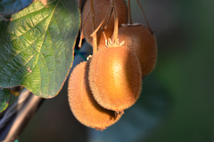 Actinidia chinensis