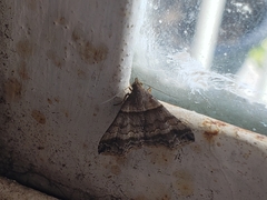 Heterogramma circumflexalis