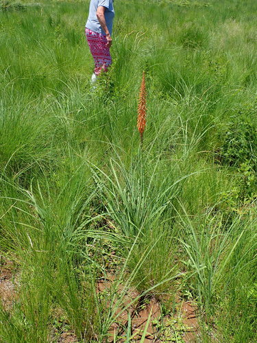 Image of Kniphofia laxiflora by no rights reserved