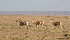 Equus hemionus hemionus