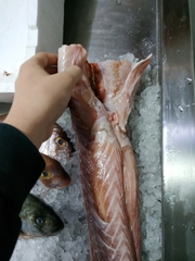Mustelus