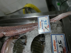 Mustelus