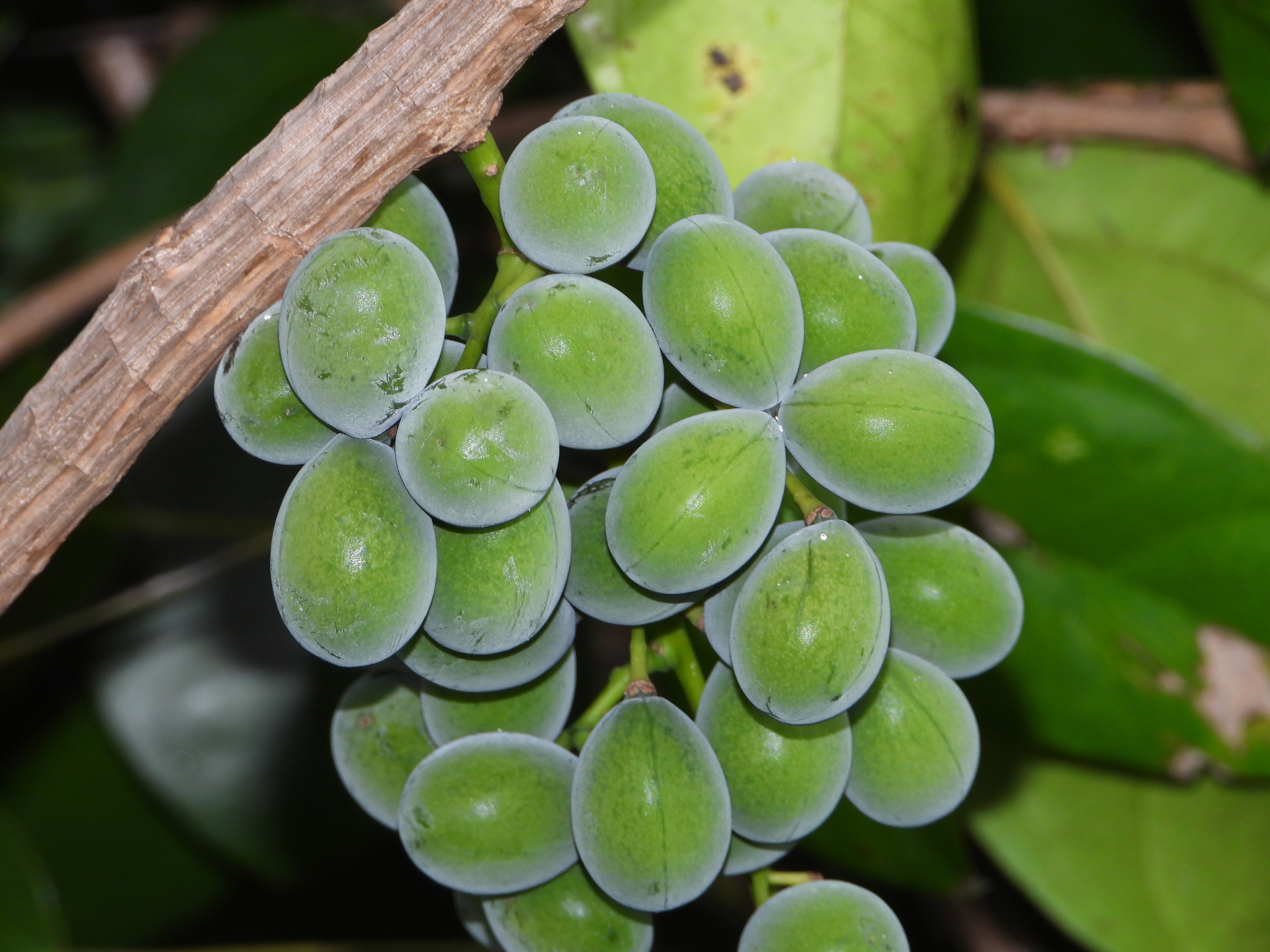 Fibraurea tinctoria