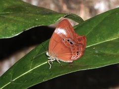 Abisara geza