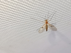 Macrocera centralis