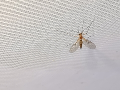 Macrocera centralis