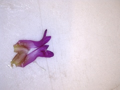 Polygala refracta