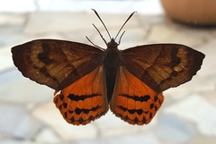 Ceretes marcelserres