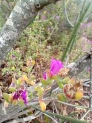 Drosanthemum parvifolium