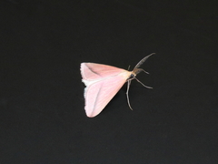 Rhodometra sacraria