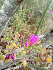 Drosanthemum parvifolium