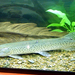 黑斑狗魚 - Photo (c) Andshel，保留部份權利CC BY-SA