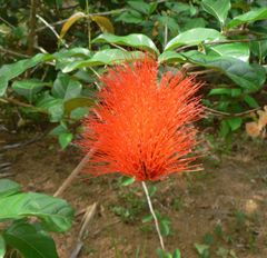 Combretum rotundifolium
