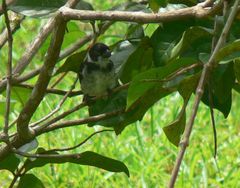 Sporophila americana