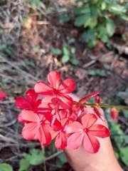 Plumbago indica