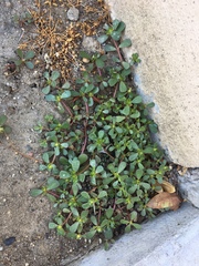 Portulaca oleracea