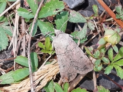 Agrotis segetum