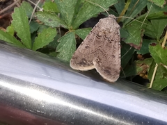 Agrotis segetum