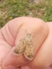 Agrotis segetum