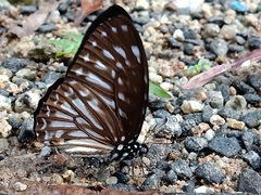 Graphium ramaceus