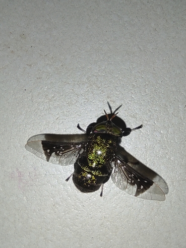 Tabanidae image