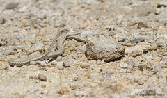 Psammophis lineolatus