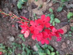 Plumbago indica