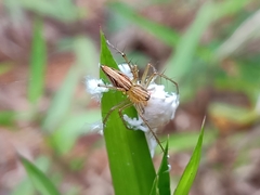 Oxyopes javanus