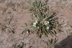 Taraxacum leucanthum